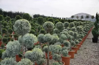 Аризона сарви - Cupressus arizonica