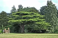 Кедр ливанская