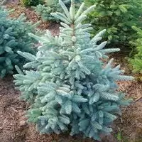 Тиканли қорақарағай-Picea pungens