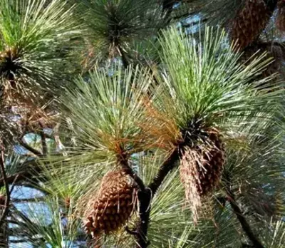 Элдор қарағайи - Pinus eldarica