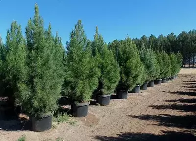 Элдор қарағайи - Pinus eldarica