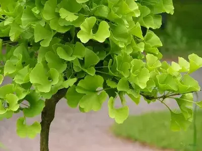 ГИНКГО туркуми - Ginkgo biloba