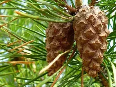 Сосна обыкновенная