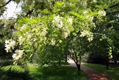 Акация белая(робиния)