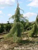 Можжевельник облонга(обыкновенный)