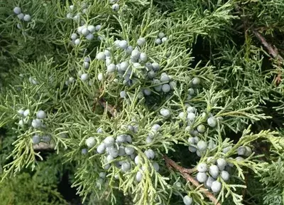 Виргин арчаси - Juniperus virginiana