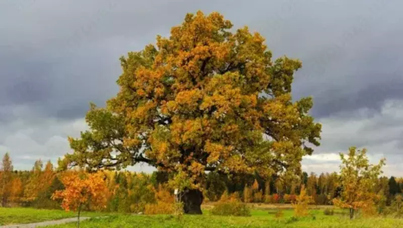 Дуб чере́шчатый (ле́тний, обыкнове́нный или англи́йский)