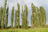 Топол болле (туркестанский пирамидалный)