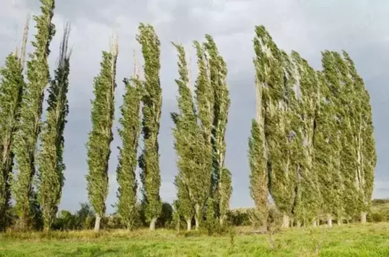 Топол болле (туркестанский пирамидалный)