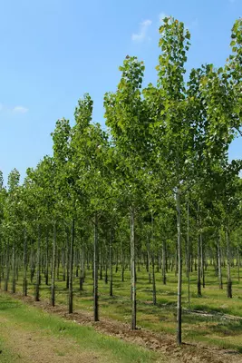 Канада тераги – PopulusCanadensis