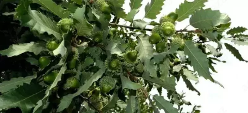 Дуб каштанолистный