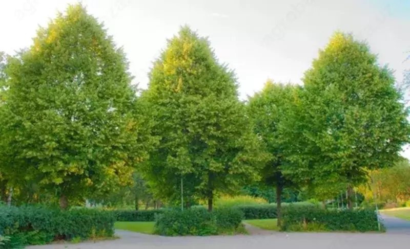 Майда баргли(юраксимон баргли) жўка – Tilia cordata