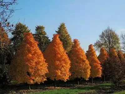 Ўткир баргли заранг – Acer platanoides