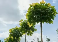 Клён остролистный