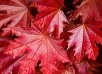 Клён остролистный