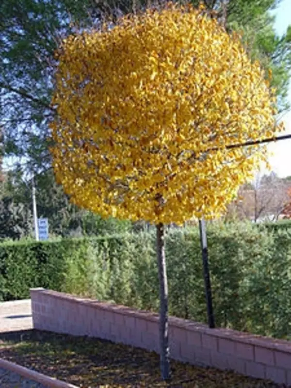 Сада қайрағоч – Ulmus densa