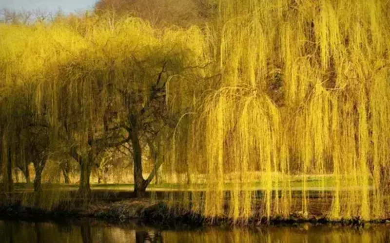 САРИҚ ТОЛ- SALIX DAPHNOIDES