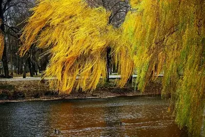 САРИҚ ТОЛ- SALIX DAPHNOIDES