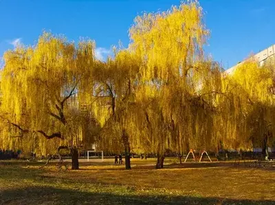 САРИҚ ТОЛ- SALIX DAPHNOIDES