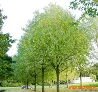 Шакарли заранг(кумушсимон заранг) – Acer saccharinum