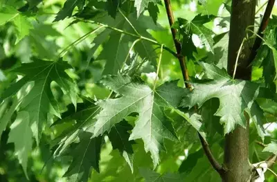 Шакарли заранг(кумушсимон заранг) – Acer saccharinum