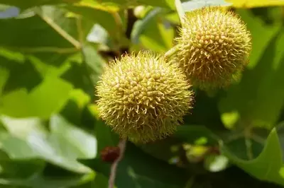 Платан восточный