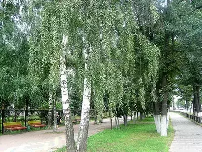 Сўгалли қайин, оқ қайин - Betula pendula