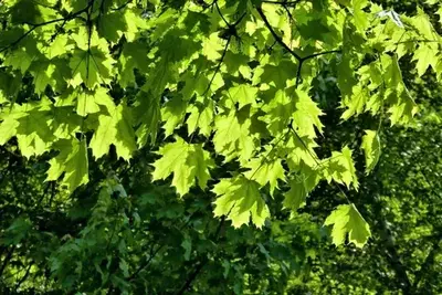 Сохта чинорсимон(оқ, явор) заранг - Acer pseudoplatanus