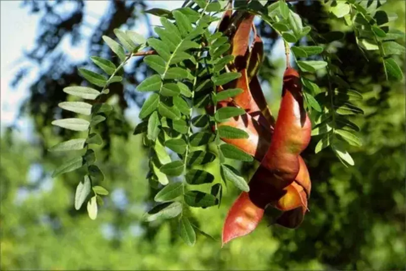 Гледичия трехколючковая