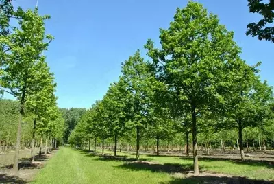 Йирик баргли жўка – Tilia platyphyllos