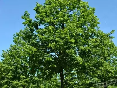 Йирик баргли жўка – Tilia platyphyllos