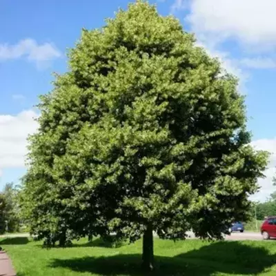 Йирик баргли жўка – Tilia platyphyllos