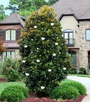 Магнолия крупноцветковая