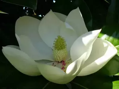 Магнолия крупноцветковая