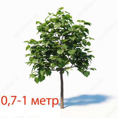 Pavloniya 0,7-1 метр