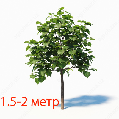 Павловния 1.5-2 метр