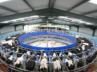 "Karusel" sut sog'ish zallari