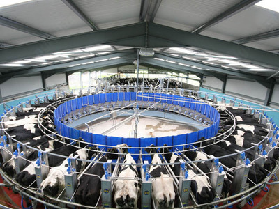 "Karusel" sut sog'ish zallari