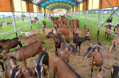 Козы альпийской