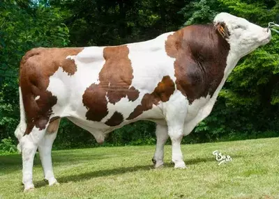 Monbellardning Buqalari