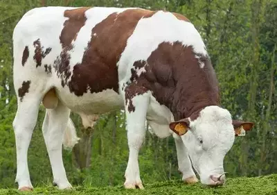 Monbellardning Buqalari