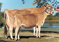 Shvitslarning Sigiri