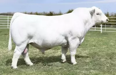 Simmental Mollari