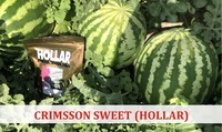 Tarvuz urug'i CRIMSSON SWEET Hollar