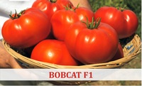 Семена помидора Bobcat F1 — Determinant (Syngenta)