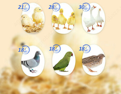 Avtomatik HHD H240 model inkubatori