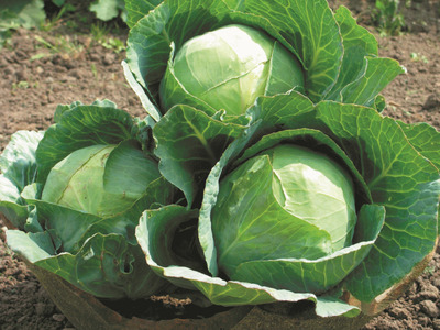 Семена Галликан F1-скороспелая