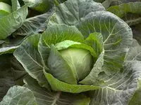 Семена Галликан F1-скороспелая