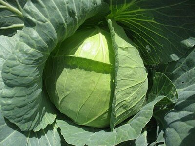 Jetodor F1 Urug'i - Eng ertapishar hosil!