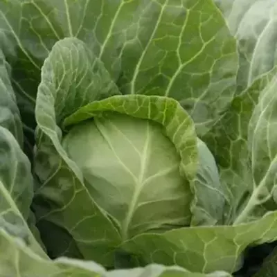 Jetodor F1 Urug'i - Eng ertapishar hosil!